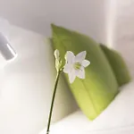Weiss Kreuz Thusis